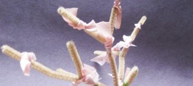 springtree1.jpg springtree1.jpg