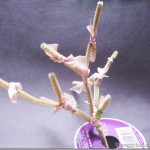 Tying Ribbon to Make a Spring Tree